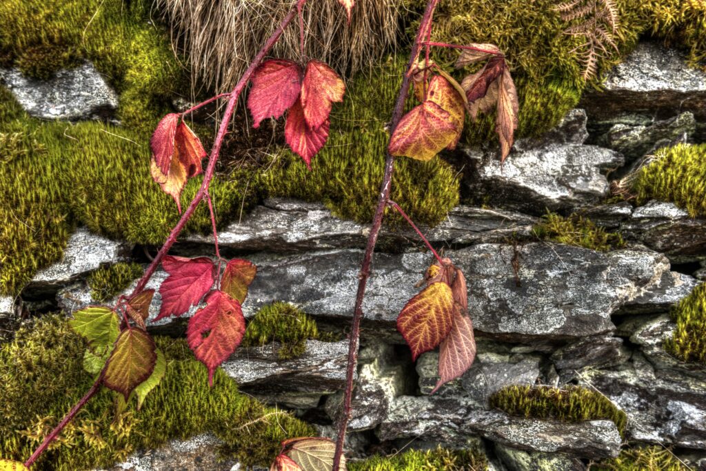 The programs featured image