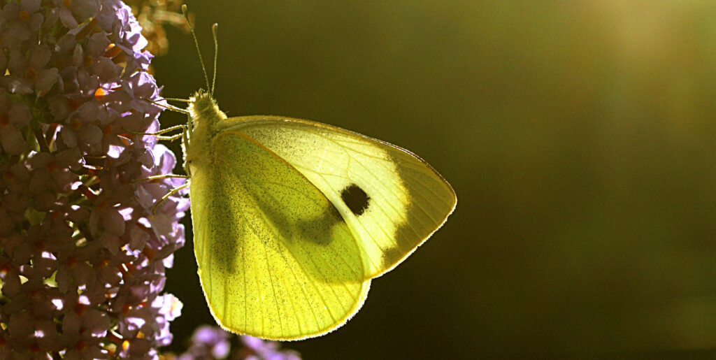 The programs featured image